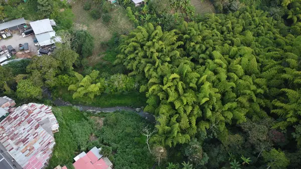 Güzel yeşil renkleri olan bir kahve kasabasının hava görüntüleri.