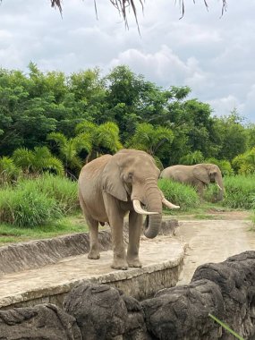 Esaret altındaki vahşi hayvanlar fil