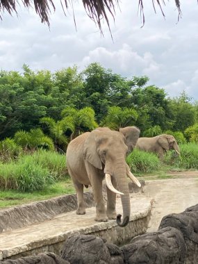 Esaret altındaki vahşi hayvanlar fil