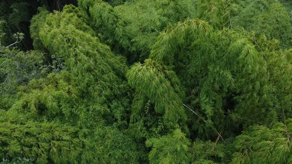 Quindio 'nun doğal yeşil guaduas' ının hava görüntüleri