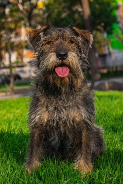 Köpek ve perro muy alegre le gusta la fotografia