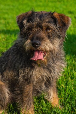 Köpek ve perro muy alegre le gusta la fotografia