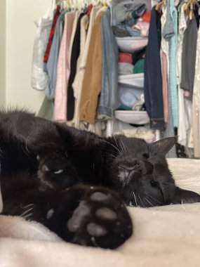 Rahat bir odada uyuyan siyah bir kedinin arka planda elbise askılığında asılı duran elbiselerini kapatın.