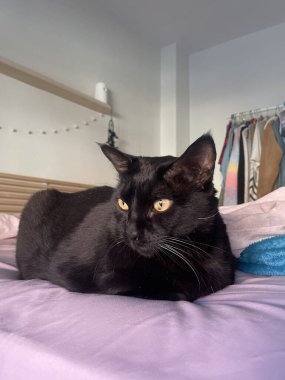 Siyah kedi lavanta çarşaflı bir yatakta rahat bir odada dinleniyor. Arka planda asılı giysiler var.