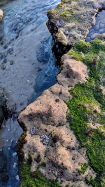 Güney Kaliforniya sahilleri San Diego 'nun kuzeyinde. Sahil şeridi günbatımları, okyanus dalgaları, sörfçüler, gelgit havuzları, palmiye ağaçları ve Encinitas California 'daki Swamis Resif Sörf Parkı' ndaki kaya soyutlamaları..