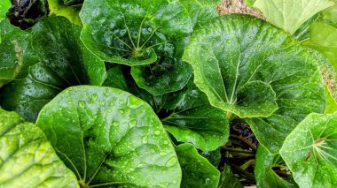 Günbatımları, sörfçüler, siluetler, gelgit havuzları, palmiye ağaçları ve okyanus kaya heykelleri ile Swamis Resif Sörf Parkı, Ay ışığı, Cardiff ve Beacons sahillerinde daha fazlası Encinitas California 'da.