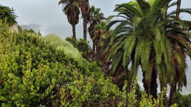 Günbatımları, sörfçüler, siluetler, gelgit havuzları, palmiye ağaçları ve okyanus kaya heykelleri ile Swamis Resif Sörf Parkı, Ay ışığı, Cardiff ve Beacons sahillerinde daha fazlası Encinitas California 'da.
