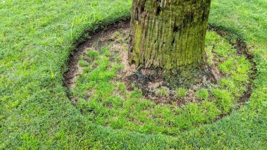 Günbatımları, sörfçüler, siluetler, gelgit havuzları, palmiye ağaçları ve okyanus kaya heykelleri ile Swamis Resif Sörf Parkı, Ay ışığı, Cardiff ve Beacons sahillerinde daha fazlası Encinitas California 'da.