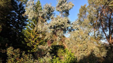 Günbatımları, sörfçüler, siluetler, gelgit havuzları, palmiye ağaçları ve okyanus kaya heykelleri ile Swamis Resif Sörf Parkı, Ay ışığı, Cardiff ve Beacons sahillerinde daha fazlası Encinitas California 'da.