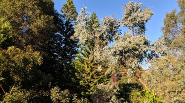 Günbatımları, sörfçüler, siluetler, gelgit havuzları, palmiye ağaçları ve okyanus kaya heykelleri ile Swamis Resif Sörf Parkı, Ay ışığı, Cardiff ve Beacons sahillerinde daha fazlası Encinitas California 'da.