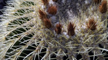 Güney Kaliforniya plaj sahneleri - Encinitas Kaliforniya 'daki Swamis Resif Sörf Parkı' ndaki günbatımları, sörfçüler, gelgit havuzları, dalgalar, kayalar, kum, palmiye ağaçları, çiçekler ve diğer bitkiler.