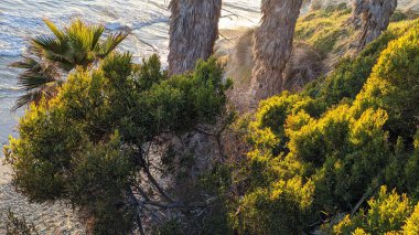 Güney Kaliforniya 'da gizli plajlar, gün batımları, sörfçüler, gelgit havuzları, sahil kayalıkları, palmiye ağaçları ve San Diego' nun 25 mil kuzeyindeki Encinitas sahilindeki Swamis Kayalık Sörf Parkı 'nda şiddetli kış fırtınaları..