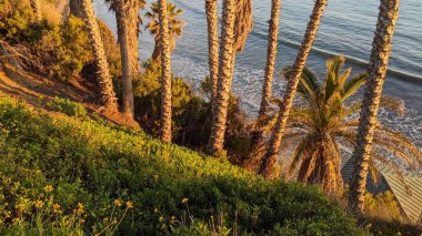 Güney Kaliforniya 'da gizli plajlar, gün batımları, sörfçüler, gelgit havuzları, sahil kayalıkları, palmiye ağaçları ve San Diego' nun 25 mil kuzeyindeki Encinitas sahilindeki Swamis Kayalık Sörf Parkı 'nda şiddetli kış fırtınaları..