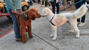 Sokakta birbirini selamlayan iki büyük kaniş köpeği. Swamis Resifi Sörf Parkı Encinitas California.