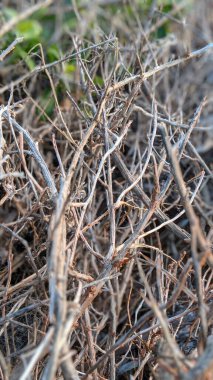 Günbatımı siluetleri, sörfçüleri, cankurtaran kuleleri, gel-git havuzları, palmiye ağaçları ve Encinitas California 'daki Cardiff plajında bir sürü tatlı dalgalar olan güneşli Güney Kaliforniya sahneleri..