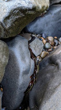 Swamis Sahili 'nin soğuk erimiş kayaları. 50 yıl önce, Swamis Resif Parkı Encinitas 'taki Swamis Sörf Parkı Encinitas' ta sörf yapan kayalar tarafından çevrelenmiş eski nehir kayalarıyla çevrelenmiş erozyon kontrol kayaları..