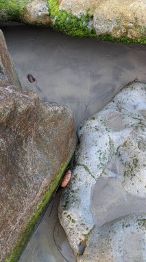 Swamis Sahili 'nin soğuk erimiş kayaları. 50 yıl önce, Swamis Resif Parkı Encinitas 'taki Swamis Sörf Parkı Encinitas' ta sörf yapan kayalar tarafından çevrelenmiş eski nehir kayalarıyla çevrelenmiş erozyon kontrol kayaları..