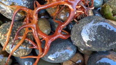 Swamis Resif Sörf Parkı, Ay ışığı, Cardiff ve Encinitas California 'daki diğer eşsiz plajlarda güneşli Güney Kaliforniya sahneleri, sörfçüler, gelgit havuzları, yıpranmış kayalar ve palmiye ağaçları..