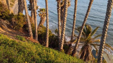 Sunset Surf Posteri. Güney Kaliforniya sahilleri, gün batımları, sörfçüler, gelgit havuzları ve palmiye ağaçları Encinitas California 'daki Swamis Resif Sörf Parkı' nda.