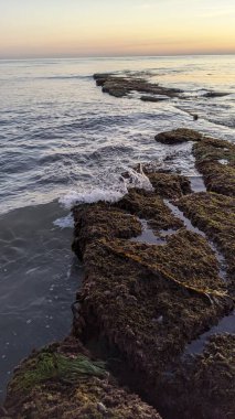 Swamis Resif Sörf Parkı Encinitas California 'daki Osteospermumlar (Afrika Papatyaları). Güney Kaliforniya plajları, gün batımları, dalgalar, sörfçüler, gelgit havuzları, bulutlar ve palmiye ağaçları San Diego 'nun 25 mil kuzeyinde yer alan Swamis Resif Sörf Parkı California' da.