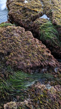 Swamis Resif Sörf Parkı Encinitas California 'daki Osteospermumlar (Afrika Papatyaları). Güney Kaliforniya plajları, gün batımları, dalgalar, sörfçüler, gelgit havuzları, bulutlar ve palmiye ağaçları San Diego 'nun 25 mil kuzeyinde yer alan Swamis Resif Sörf Parkı California' da.