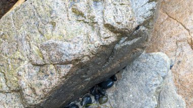 San Diego 'nun 25 mil kuzeyindeki Encinitas sahilindeki Swamis Resif Sörf Parkı' nda günbatımları, dalgalar, sörfçüler, gel-git havuzları, palmiye ağaçları ve plaj kayaları olan gözlerden uzak güzel güney Kaliforniya plajları..