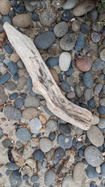 Günbatımı siluetleri, sörfçüleri, gel-git havuzları, palmiye ağaçları ve Swamis Resif Sörf Parkı, Ay ışığı, Cardiff ve Encinitas California 'daki diğer yerel plajların olduğu güneşli Güney Kaliforniya doğal plaj sahneleri..