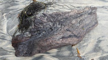 Günbatımı siluetleri, sörfçüleri, gel-git havuzları, palmiye ağaçları ve Swamis Resif Sörf Parkı, Ay ışığı, Cardiff ve Encinitas California 'daki diğer yerel plajların olduğu güneşli Güney Kaliforniya doğal plaj sahneleri..