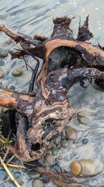 Güney Kaliforniya plaj günbatımı sahneleri, siluetler, sörfçüler, gelgit havuzları ve palmiye ağaçları Encinitas California 'daki Moonlight plajında..