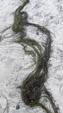 San Diego yakınlarındaki Güney Kaliforniya plajları. Encinitas kıyılarındaki Swamis Resif Sörf Parkı 'nda gün batımları, sörfçüler, gelgit havuzları ve palmiye ağaçları.