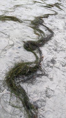 San Diego yakınlarındaki Güney Kaliforniya plajları. Encinitas kıyılarındaki Swamis Resif Sörf Parkı 'nda gün batımları, sörfçüler, gelgit havuzları ve palmiye ağaçları.