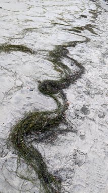 San Diego yakınlarındaki Güney Kaliforniya plajları. Encinitas kıyılarındaki Swamis Resif Sörf Parkı 'nda gün batımları, sörfçüler, gelgit havuzları ve palmiye ağaçları.