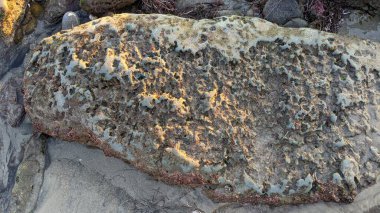 Swamis Resif Sörf Parkı, Ay ışığı, Cardiff ve Encinitas California 'daki diğer benzersiz plajlarda güneşli Güney Kaliforniya sahneleri, sörfçüler, gelgit havuzları, serin kayalar ve palmiye ağaçları..