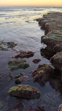 Günbatımları, siluetleri, sörfçüleri, gel-git havuzları ve Kaliforniya 'daki Cardiff ve Swamis plajlarında palmiye ağaçları olan Güney Kaliforniya sahneleri..