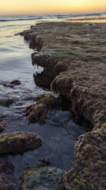 Günbatımları, siluetleri, sörfçüleri, gel-git havuzları ve Kaliforniya 'daki Cardiff ve Swamis plajlarında palmiye ağaçları olan Güney Kaliforniya sahneleri..