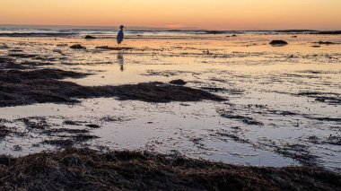 Güney Kaliforniya sahili siluetleri, sörfçüler, gelgit havuzları ve palmiye ağaçları Swamis Kayalık Sörf Parkı, Ay ışığı ve Encinitas California 'daki Cardiff plajları.