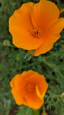 Eschscholzia californica, the California poppy, golden poppy, California sunlight or cup of gold, is a species of flowering plant in the family Papaveraceae, native to the United States and Mexico.  clipart