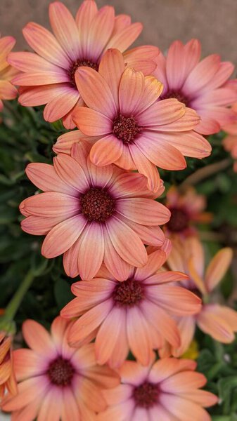 Коралловая магия остеоспермума африканская