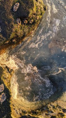 Güney Kaliforniya Pasifik sahili eski resifler, gelgit havuzları, okyanus dalgaları, palmiye ağaçları, sörf tahtaları ve deniz kuşlarının yanı sıra sıcak görünüşlü günbatımı gökyüzü ve Swamis Resif Parkı Encinitas kaya soyutlamaları..