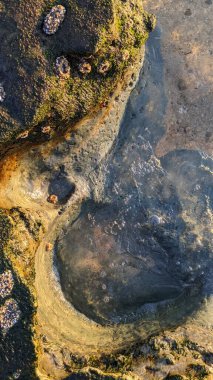 Güney Kaliforniya Pasifik sahili eski resifler, gelgit havuzları, okyanus dalgaları, palmiye ağaçları, sörf tahtaları ve deniz kuşlarının yanı sıra sıcak görünüşlü günbatımı gökyüzü ve Swamis Resif Parkı Encinitas kaya soyutlamaları..