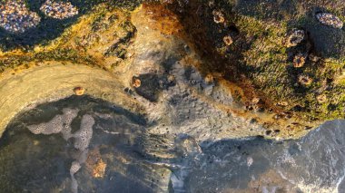 Güney Kaliforniya Pasifik sahili eski resifler, gelgit havuzları, okyanus dalgaları, palmiye ağaçları, sörf tahtaları ve deniz kuşlarının yanı sıra sıcak görünüşlü günbatımı gökyüzü ve Swamis Resif Parkı Encinitas kaya soyutlamaları..