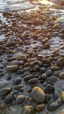 Güney Kaliforniya Pasifik sahili eski resifler, gelgit havuzları, okyanus dalgaları, palmiye ağaçları, sörf tahtaları ve deniz kuşlarının yanı sıra sıcak görünüşlü günbatımı gökyüzü ve Swamis Resif Parkı Encinitas kaya soyutlamaları..