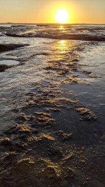 Güney Kaliforniya Pasifik sahili eski resifler, gelgit havuzları, okyanus dalgaları, palmiye ağaçları, sörf tahtaları ve deniz kuşlarının yanı sıra sıcak görünüşlü günbatımı gökyüzü ve Swamis Resif Parkı Encinitas kaya soyutlamaları..