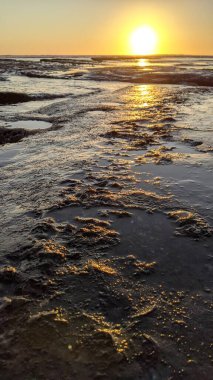 Güney Kaliforniya Pasifik sahili eski resifler, gelgit havuzları, okyanus dalgaları, palmiye ağaçları, sörf tahtaları ve deniz kuşlarının yanı sıra sıcak görünüşlü günbatımı gökyüzü ve Swamis Resif Parkı Encinitas kaya soyutlamaları..
