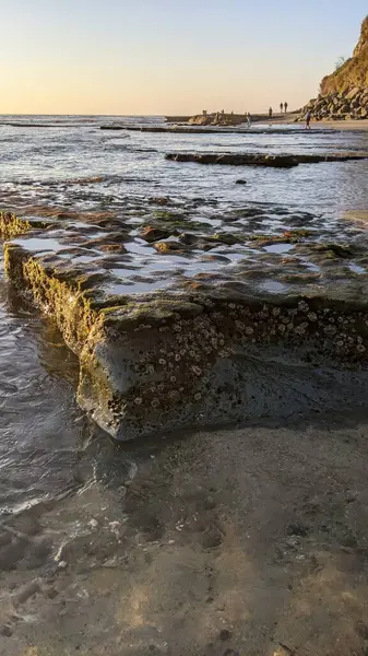 San Diego 'nun kuzeyinde Güney Kaliforniya sahilleri - Encinitas Kaliforniya' daki Swamis Resif Sörf Parkı 'nda günbatımı, sörfçüler, gelgit havuzları, dalgalar, kayalar, kum ve palmiye ağaçları.
