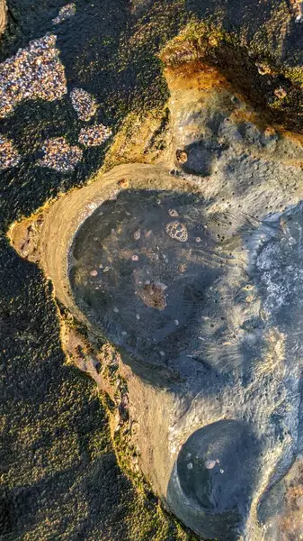 Güney Kaliforniya Pasifik sahili eski resifler, gelgit havuzları, okyanus dalgaları, palmiye ağaçları, sörf tahtaları ve deniz kuşlarının yanı sıra sıcak görünüşlü günbatımı gökyüzü ve Swamis Resif Parkı Encinitas kaya soyutlamaları..