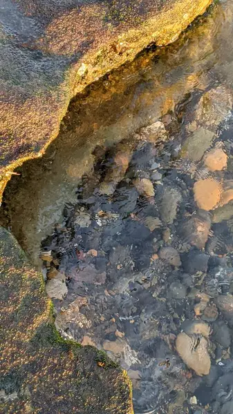 Güney Kaliforniya Pasifik sahili eski resifler, gelgit havuzları, okyanus dalgaları, palmiye ağaçları, sörf tahtaları ve deniz kuşlarının yanı sıra sıcak görünüşlü günbatımı gökyüzü ve Swamis Resif Parkı Encinitas kaya soyutlamaları..