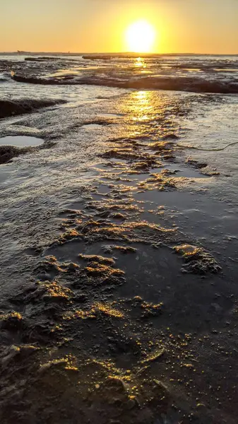 Güney Kaliforniya Pasifik sahili eski resifler, gelgit havuzları, okyanus dalgaları, palmiye ağaçları, sörf tahtaları ve deniz kuşlarının yanı sıra sıcak görünüşlü günbatımı gökyüzü ve Swamis Resif Parkı Encinitas kaya soyutlamaları..