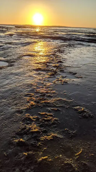 Güney Kaliforniya Pasifik sahili eski resifler, gelgit havuzları, okyanus dalgaları, palmiye ağaçları, sörf tahtaları ve deniz kuşlarının yanı sıra sıcak görünüşlü günbatımı gökyüzü ve Swamis Resif Parkı Encinitas kaya soyutlamaları..