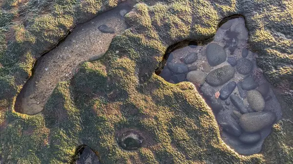 San Diego yakınlarındaki Güney Kaliforniya plajları. Günbatımları, sörfçüler, gelgit havuzları, palmiye ağaçları ve Encinitas kıyılarındaki Swamis Resif Sörf Parkı 'ndaki serin dalgalar..